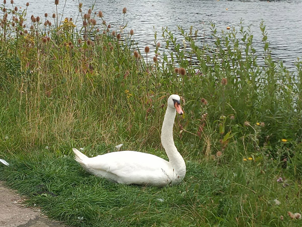 Single swan relaxing