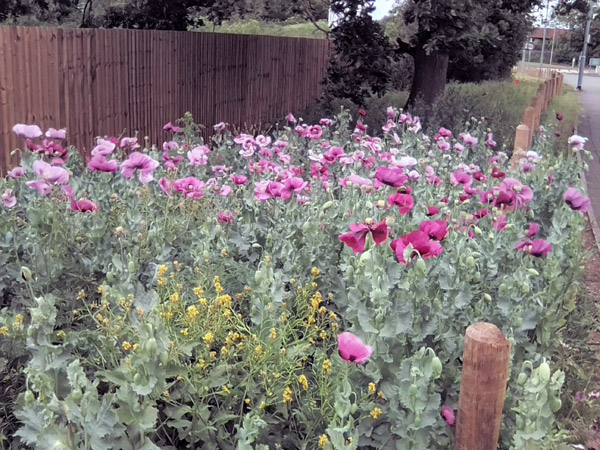 poppies in Staplee Way