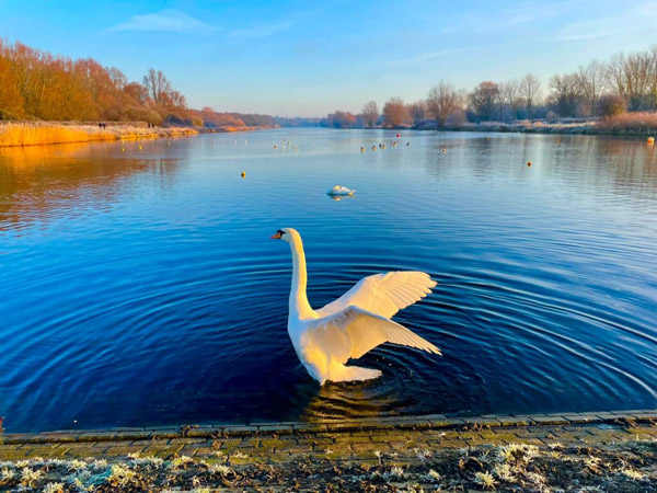 Swan with stretched wings