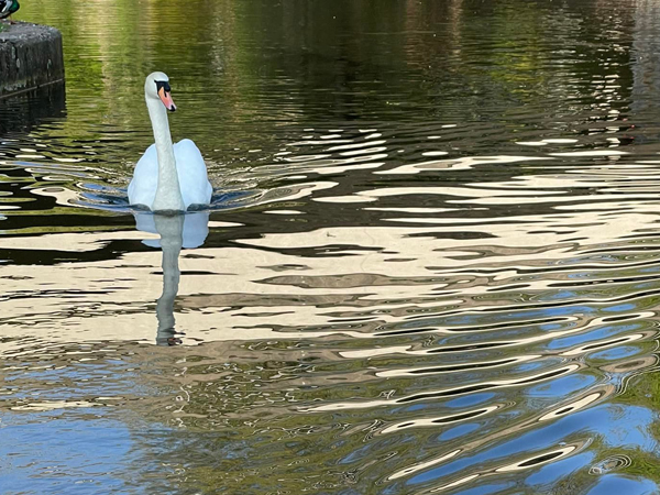 Swan in River Nene