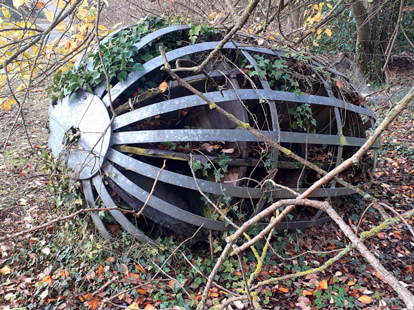 Image of Regeneration - Acorn 