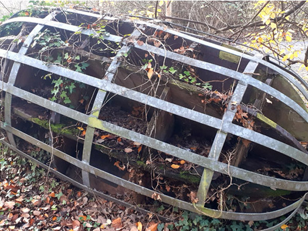 Image of Regeneration - Acorn 