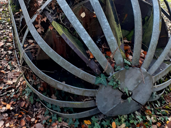 Image of Regeneration - Acorn 